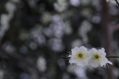 この花の名をまだ知らない。