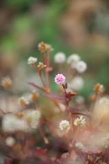 まりこの冬支度