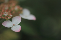 紫陽花　はじめました