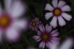 コスモスタンプ。