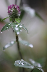 雨に打たれて