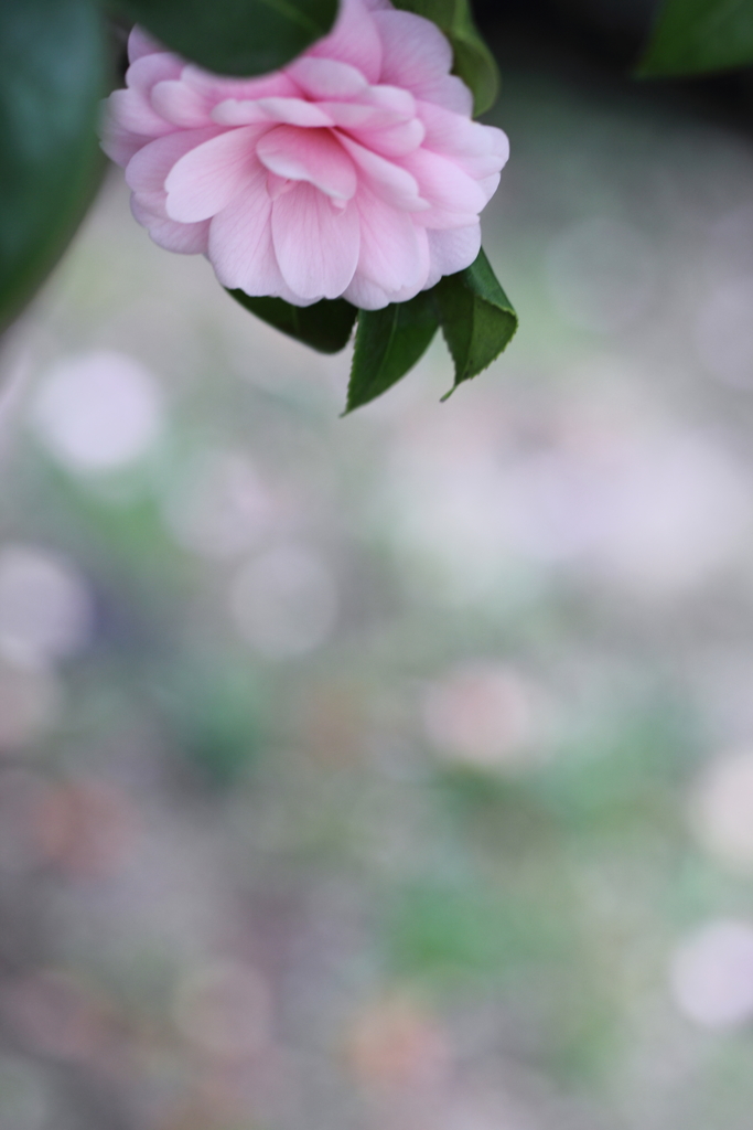 恋に落ちて