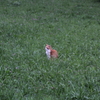 福ちゃんがいた。