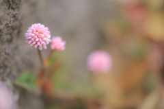 まりこはアールグレイがお好き