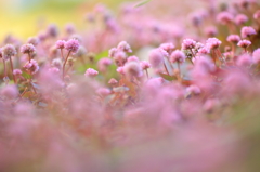 まりこのおやすみ