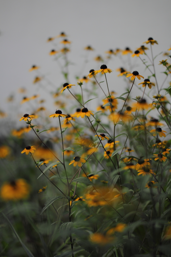 ふわふわのはな