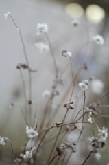 花の雪　草の雪