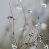花の雪　草の雪