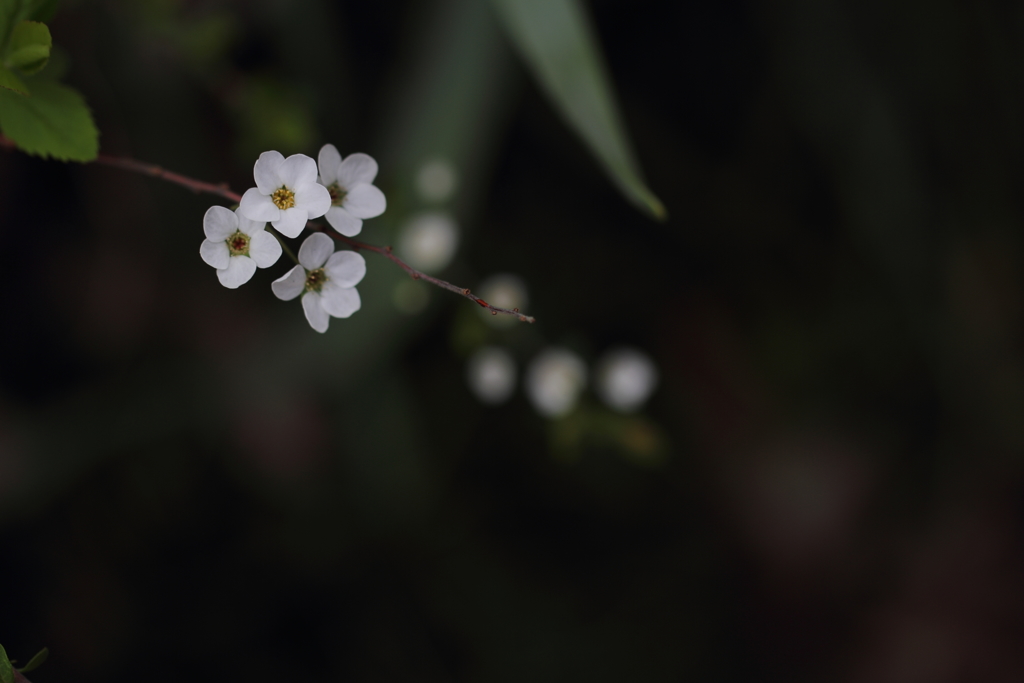 雪の華