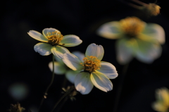 あきらめないで