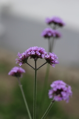 紫の花の人。
