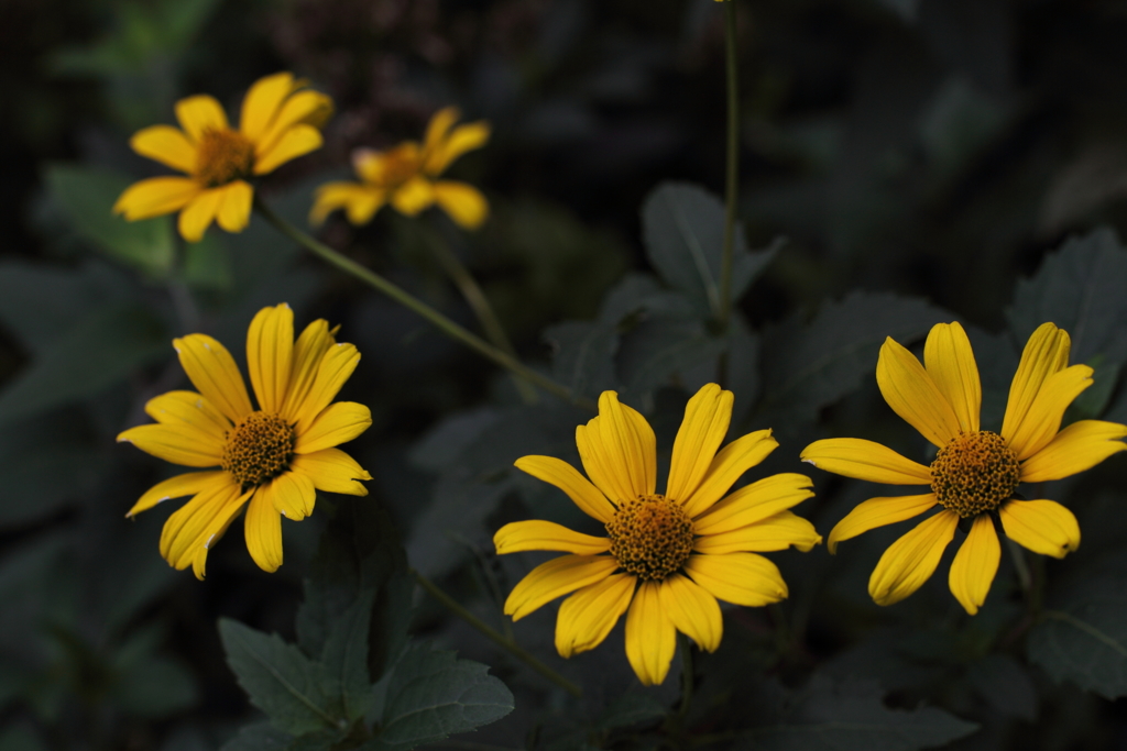 黄色い花の思い出を。