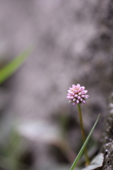 時々まりこ