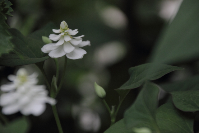 ソフトクリーム