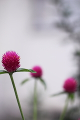 あかいはなあげる。