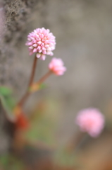 ふらちなまりこ