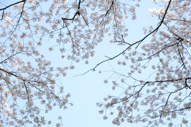 サクラサキマス