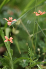 野に咲く花のように。