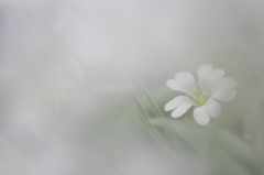 雪中花