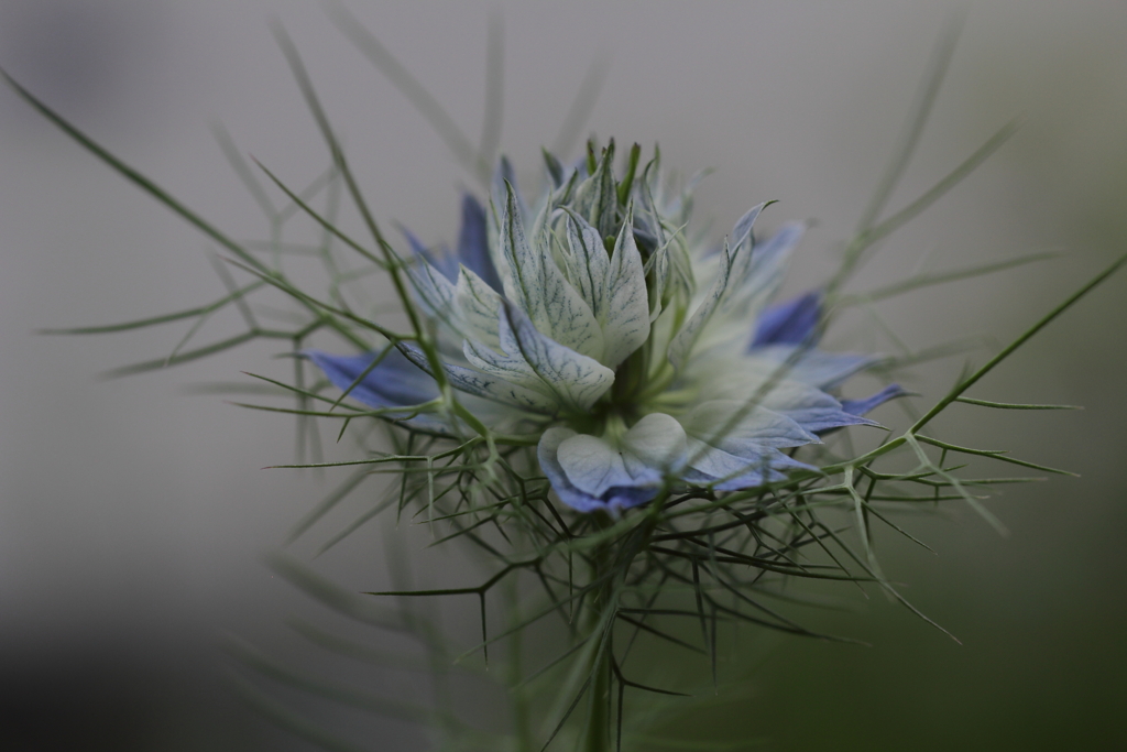 とげとげの花