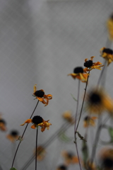 あの日の夢を。