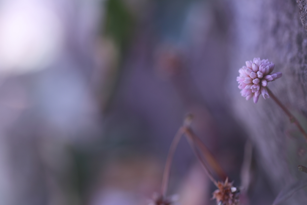 まりこの睦月。