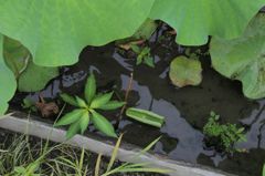 水に生きる