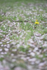 君と桜の夢を見ている