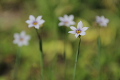 クールファイブ