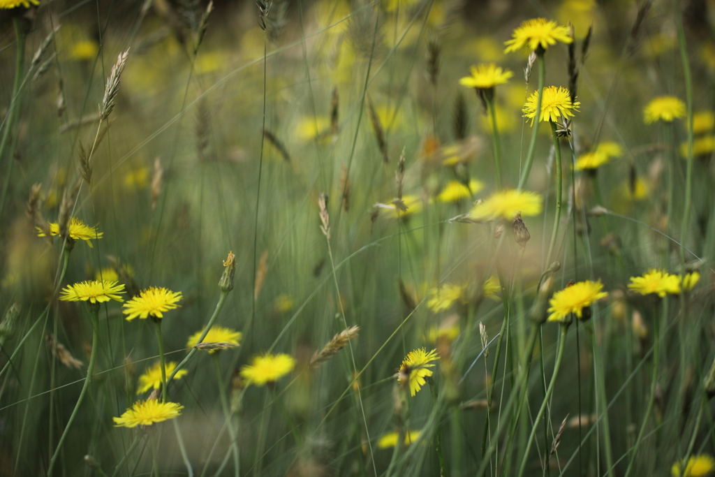 夢じゃないけど