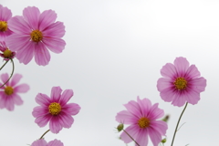 コスモスタンプ