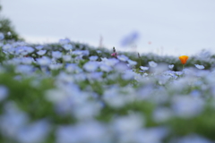 青い海に浮かぶのは。