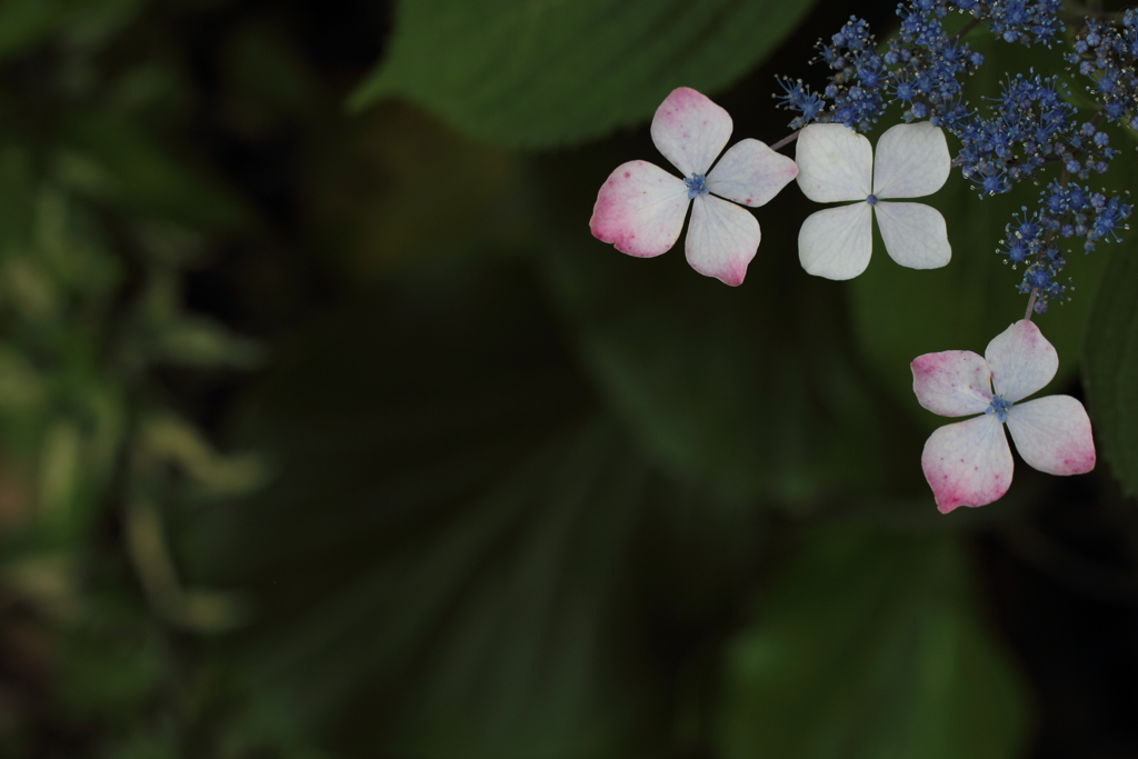 ひとひらひとひら。