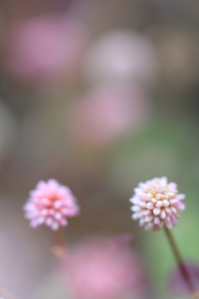 まりこのメモリー