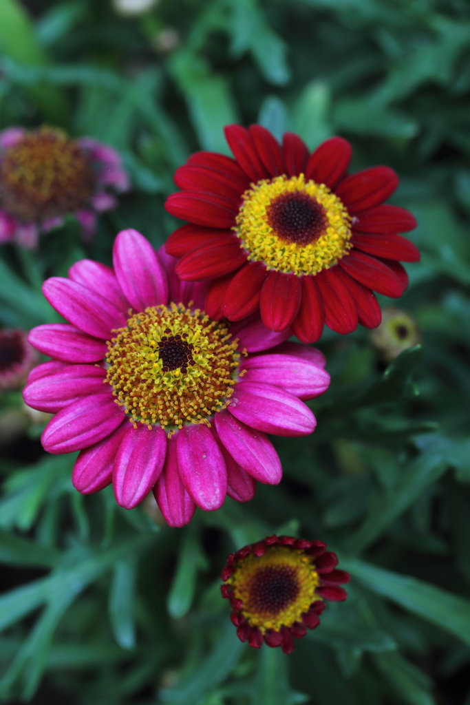 色とりどりの世界に