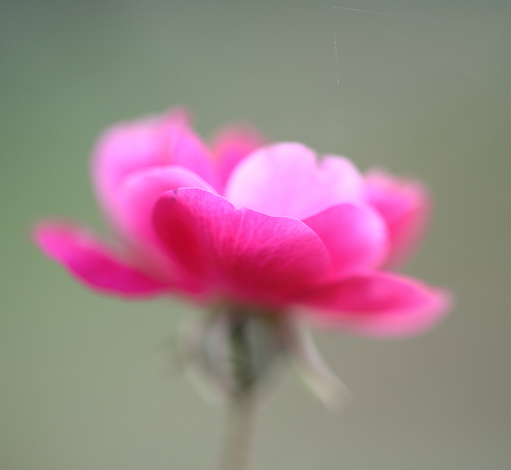 ため息とほほえみと