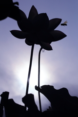 ためらいもせず。