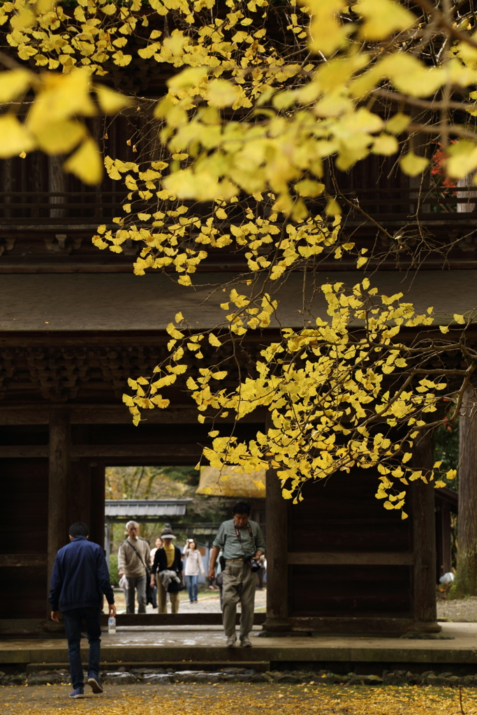 紅葉を往く