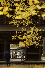 紅葉を往く