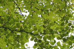 Green sky