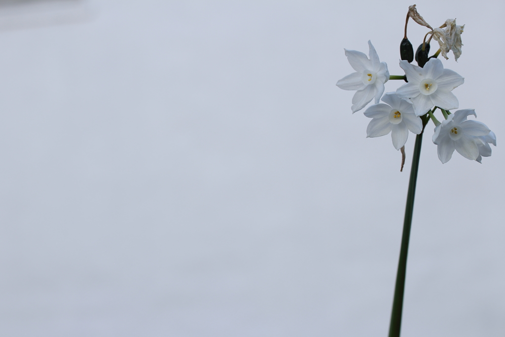 白い花の秘密。