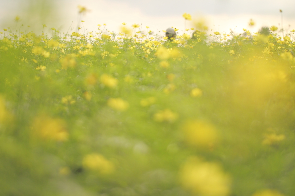 花に風あり