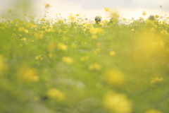 花に風あり