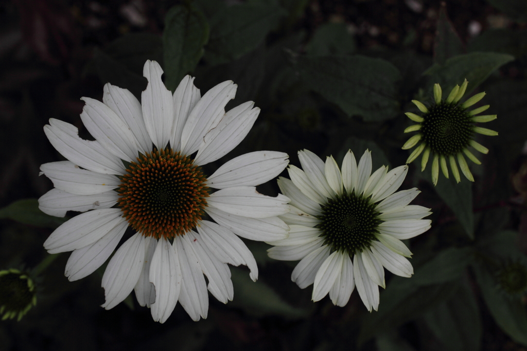 Step!! Step!! Step!!