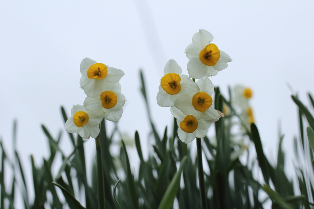 凛々しく生きる。