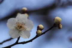梅　香る。