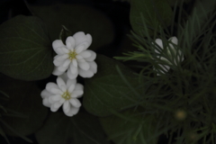 目覚ましのねじ