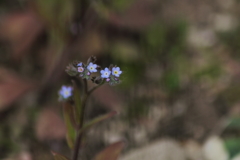 冬にも負けず。