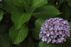 紫陽花の季節になれば。