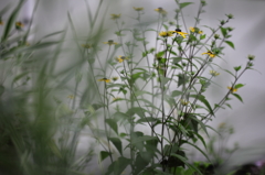 夏の花咲くころ